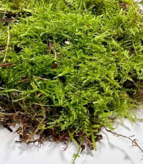 Comprar musgo natural vivo hidratado para terrário e jardim eterno