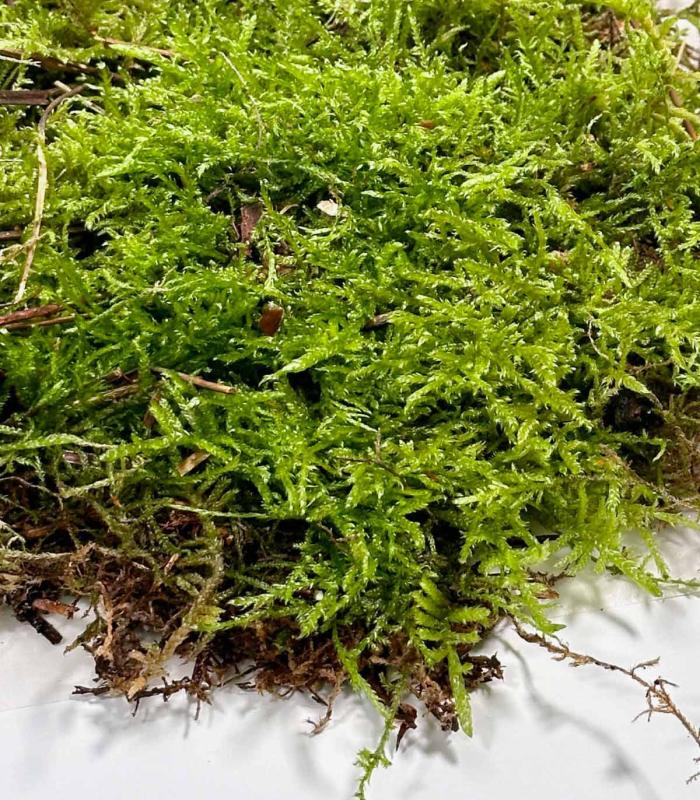 Buy natural live hydrated moss for terrarium and eternal garden