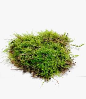 Comprar Musgo natural vivo para terrario y jardin eterno