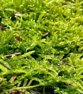 Buy natural live hydrated moss for terrarium and eternal garden