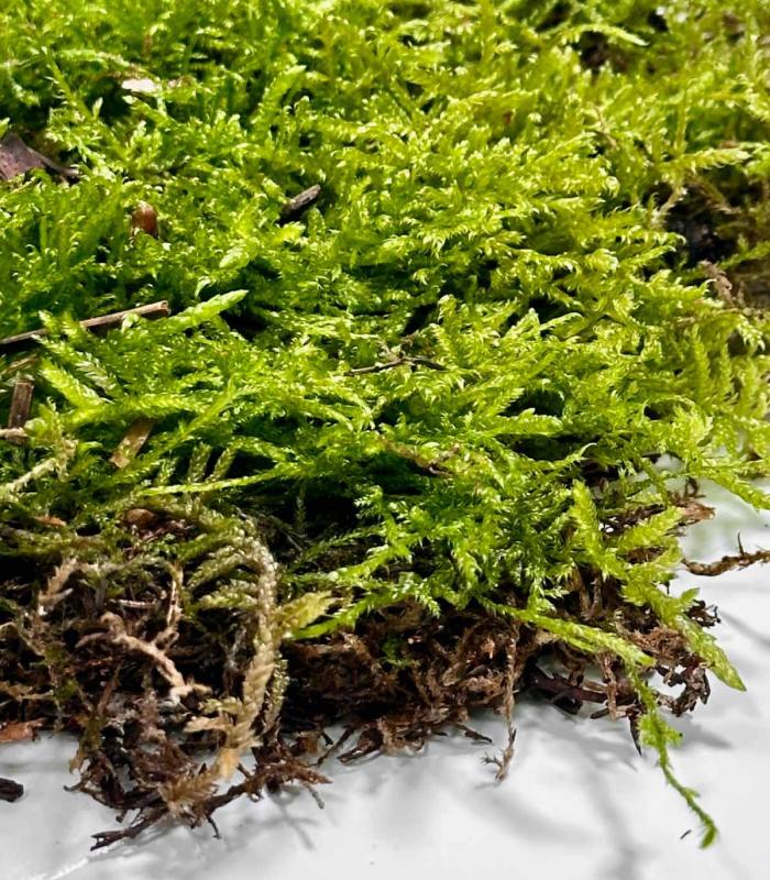 Acquistare muschio naturale vivo idratato per terrario e giardino eterno