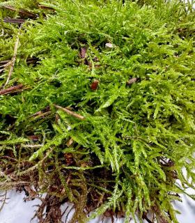 Acheter de la mousse vivante naturelle hydratée pour terrarium et jardin éternel