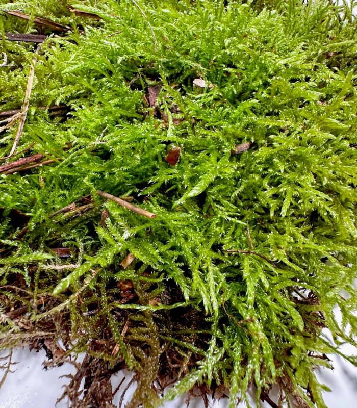 Comprar Musgo natural vivo para jardin eterno