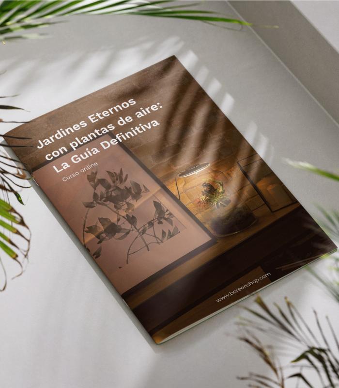 Comprar Planta de aire tillandsia con soporte Guia completa: Como hacer un Jardín Eterno con plantas de aire