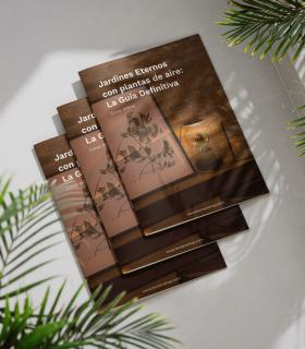 Comprar Planta de aire tillandsia con soporte Guia completa: Como hacer un Jardín Eterno con plantas de aire