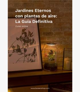 Comprar Planta de aire tillandsia con soporte Guia completa: Como hacer un Jardín Eterno con plantas de aire