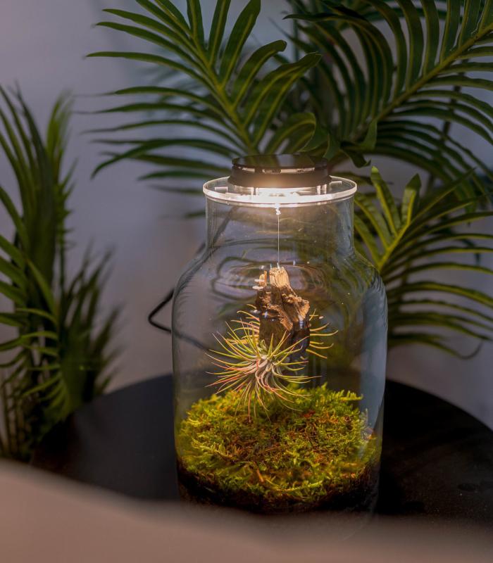 Comprar Planta de aire tillandsia con soporte WorkShop: Crea tu propio Jardín eterno - SÁBADO 25/11 - 15:30 hs