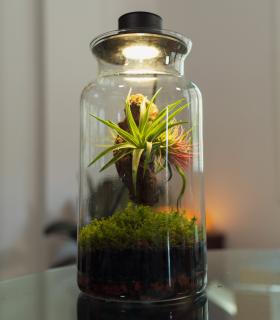 WorkShop: Crea tu propio Jardín eterno