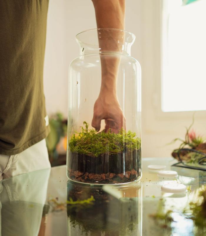 Comprar Planta de aire tillandsia con soporte WorkShop: Crea tu propio Jardín eterno - SÁBADO 25/11 - 15:30 hs