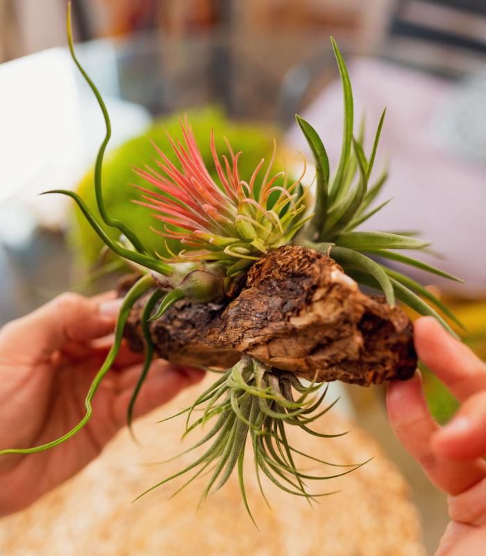 Comprar Planta de aire tillandsia con soporte WorkShop: Crea tu propio Jardín eterno - SÁBADO 25/11 - 15:30 hs