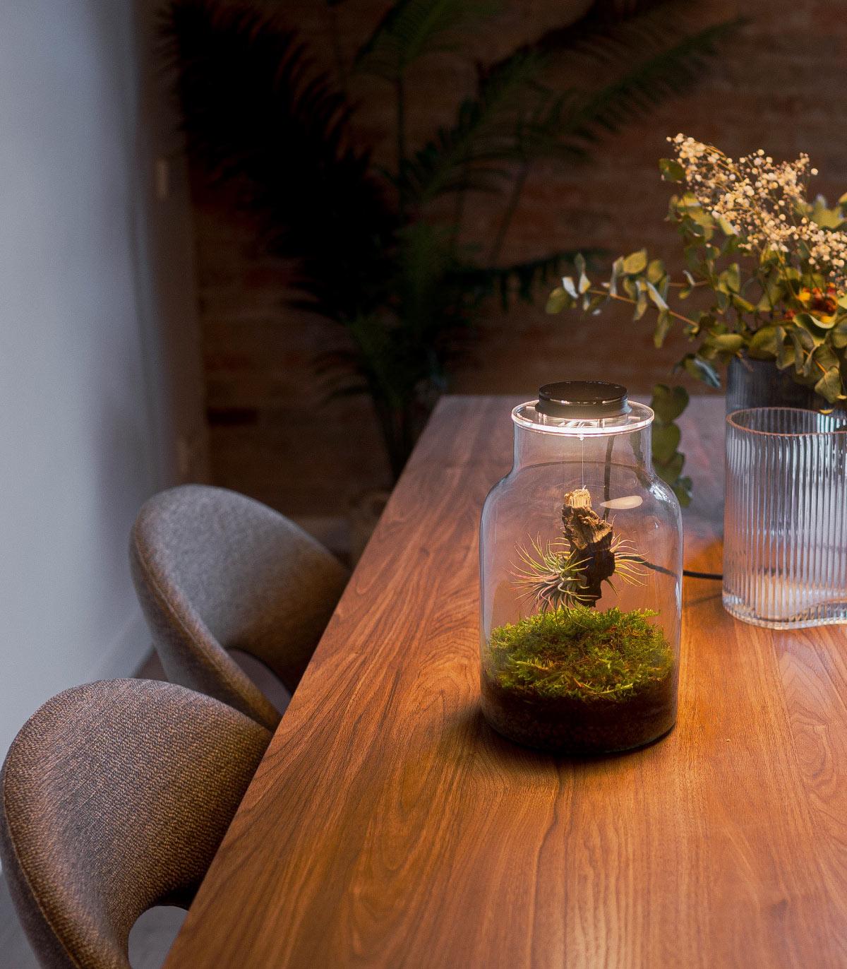 Comprar Planta de aire tillandsia con soporte WorkShop: Crea tu propio Jardín eterno - SÁBADO 25/11 - 15:30 hs