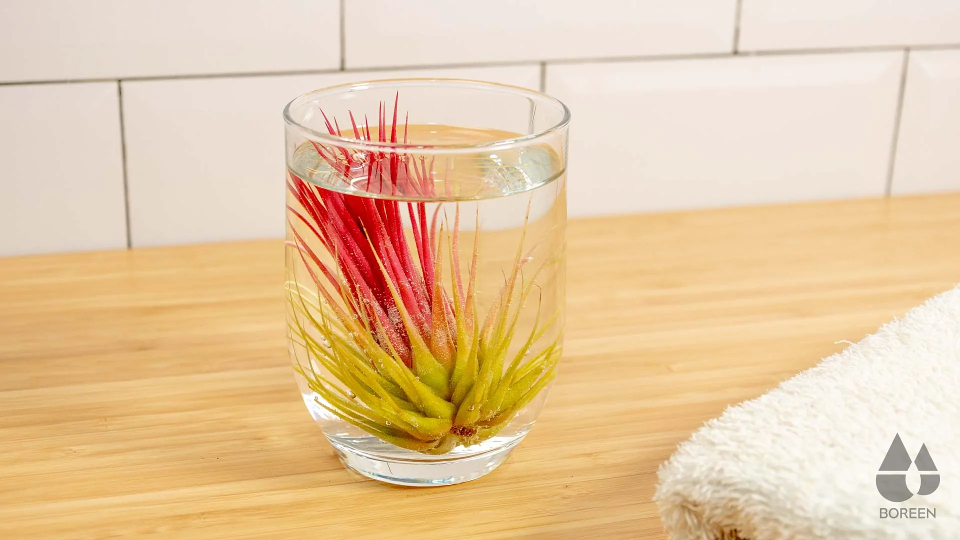 Comment baigner les plantes aériennes tillandsias