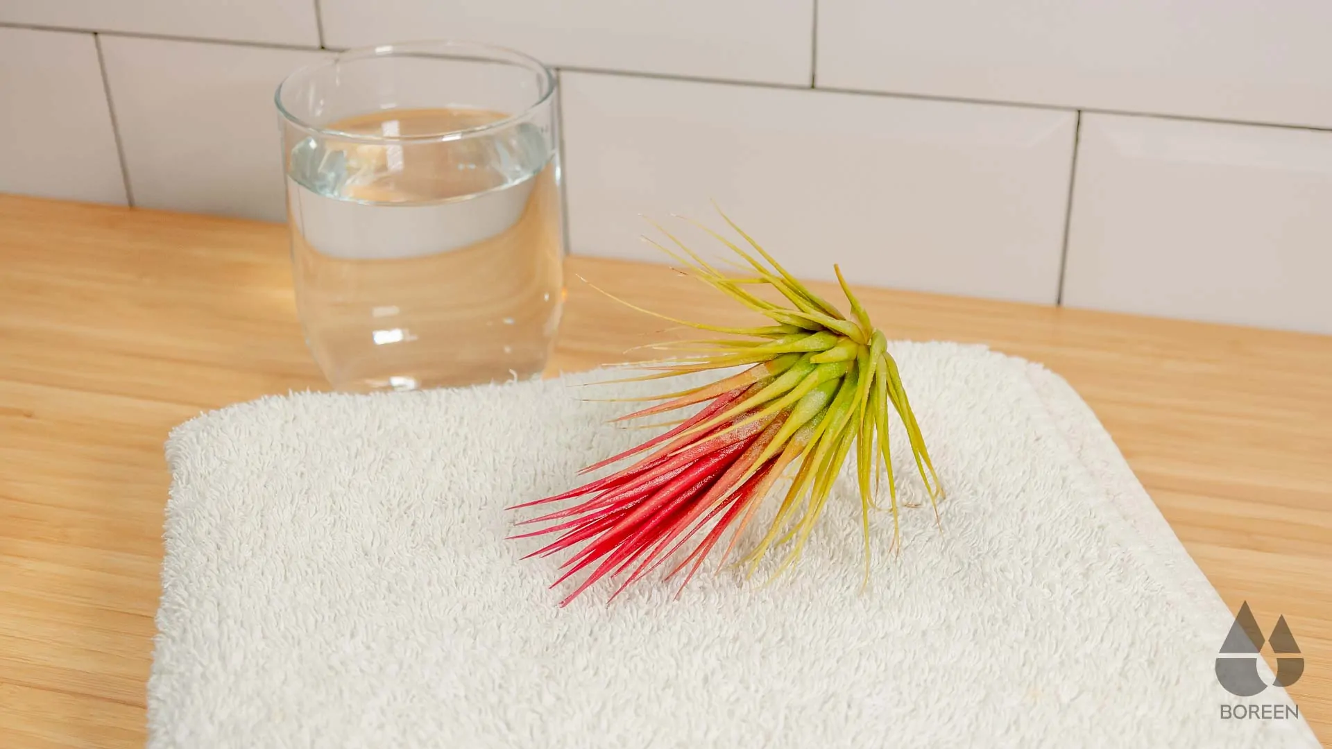 Comment arroser les plantes aériennes Tillandsias